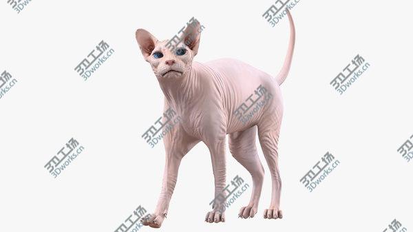 images/goods_img/20210312/Cream Sphynx Cat Rigged 3D model/1.jpg